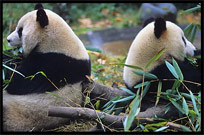 Giant Pandas. Chengdu, Sichuan, China