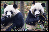 Giant Pandas. Chengdu, Sichuan, China