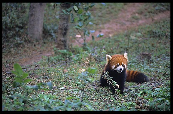 Lesser (red) Panda. Chengdu, Sichuan, China
