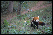 Lesser (red) Panda. Chengdu, Sichuan, China