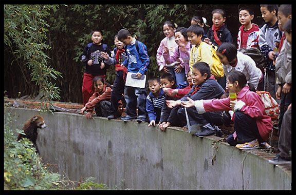 Chinese children watching a lesser (red) Pandas. Chengdu, Sichuan, China