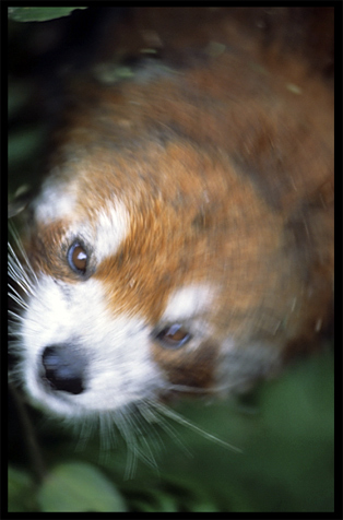 Lesser (red) Panda. Chengdu, Sichuan, China