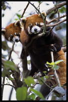 Lesser (red) Pandas. Chengdu, Sichuan, China