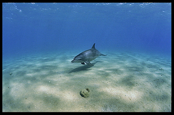 A wild dolphin in the Gulf of Aqaba (Egypt) near the Bedouin village Mizela.