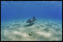 Swim with wild dolphins. Diving in the Red Sea between Sharm el Sheikh and Nuweiba, Egypt