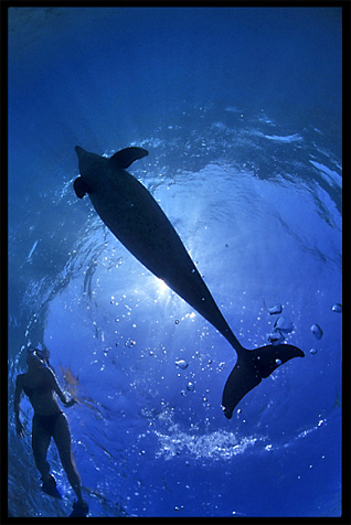 A wild dolphin in the Gulf of Aqaba (Egypt) near the Bedouin village Mizela.