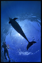 Swim with wild dolphins. Diving in the Red Sea between Sharm el Sheikh and Nuweiba, Egypt