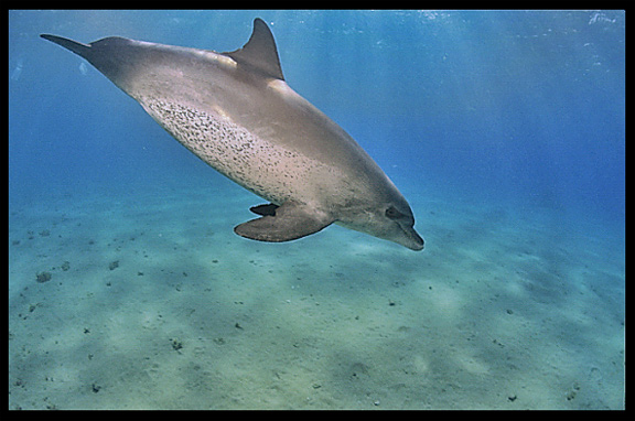 A wild dolphin in the Gulf of Aqaba (Egypt) near the Bedouin village Mizela.