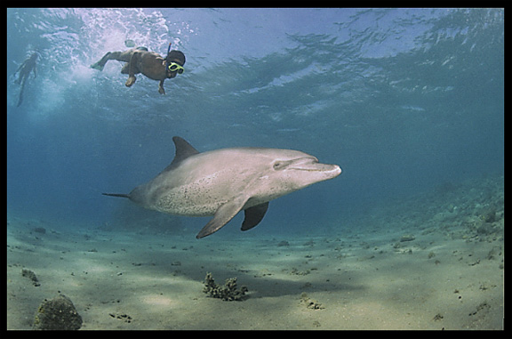 A wild dolphin in the Gulf of Aqaba (Egypt) near the Bedouin village Mizela.