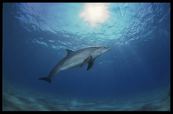 A wild dolphin in the Gulf of Aqaba (Egypt) near the Bedouin village Mizela.