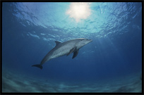 Swim with wild dolphins. Diving in the Red Sea between Sharm el Sheikh and Nuweiba, Egypt