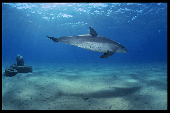 A wild dolphin in the Gulf of Aqaba (Egypt) near the Bedouin village Mizela.