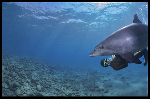 A wild dolphin in the Gulf of Aqaba (Egypt) near the Bedouin village Mizela.