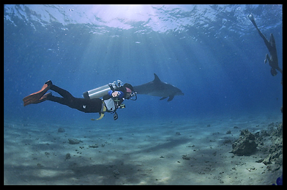 A wild dolphin in the Gulf of Aqaba (Egypt) near the Bedouin village Mizela.