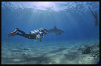 Swim with wild dolphins. Diving in the Red Sea between Sharm el Sheikh and Nuweiba, Egypt