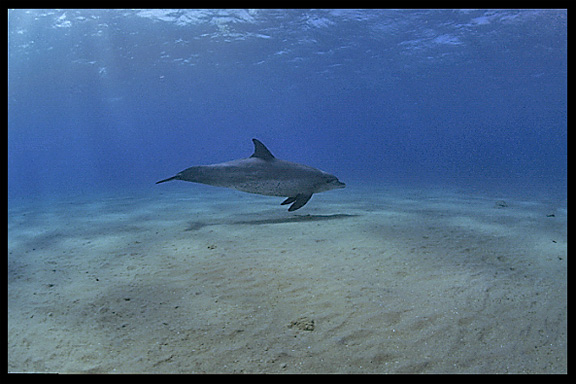 A wild dolphin in the Gulf of Aqaba (Egypt) near the Bedouin village Mizela.