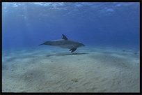 Swim with wild dolphins. Diving in the Red Sea between Sharm el Sheikh and Nuweiba, Egypt