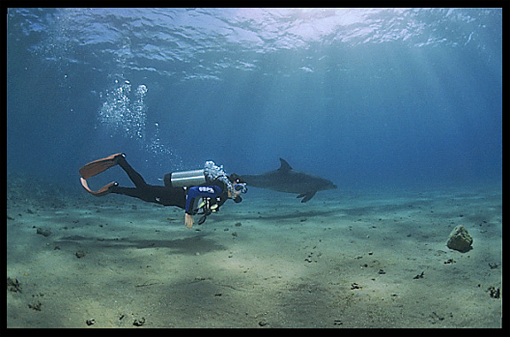 A wild dolphin in the Gulf of Aqaba (Egypt) near the Bedouin village Mizela.