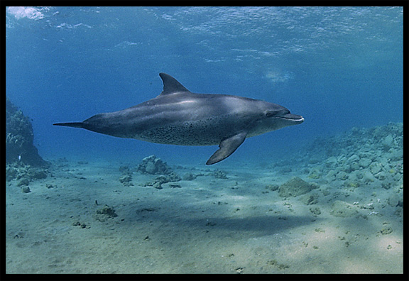 A wild dolphin in the Gulf of Aqaba (Egypt) near the Bedouin village Mizela.