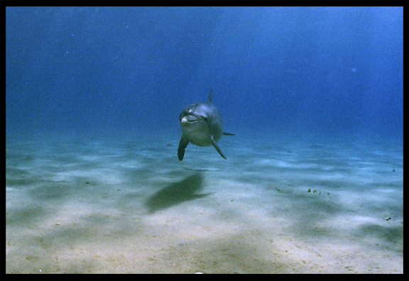 A wild dolphin in the Gulf of Aqaba (Egypt) near the Bedouin village Mizela.