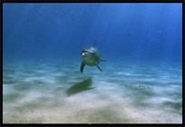 Swim with wild dolphins. Diving in the Red Sea between Sharm el Sheikh and Nuweiba, Egypt