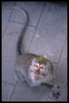 One of the many curious monks in monkey forest, waiting for a change to strike.