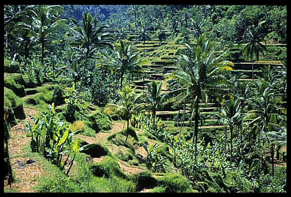 The areas of Iseh and Sidemen host one of the famous rice fields in Bali.