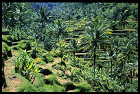 The areas of Iseh and Sidemen host one of the famous rice fields in Bali.