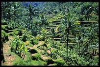 The areas of Iseh and Sidemen host one of the famous rice fields in Bali.