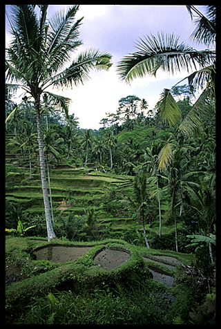 A view of a ricefield near Klungkung.