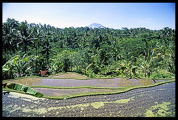 Overlooking a rice paddie with one of Bali's Gunungs in the background.