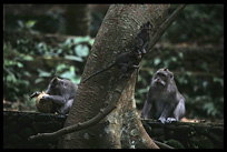 A monkey family in Monkey Forest Sanctuary.