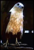 A hawk on Gili meno. 