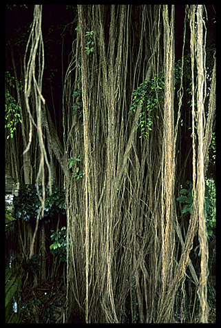 A hairy tree in Bukti.