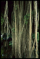 A hairy tree in Bukti.