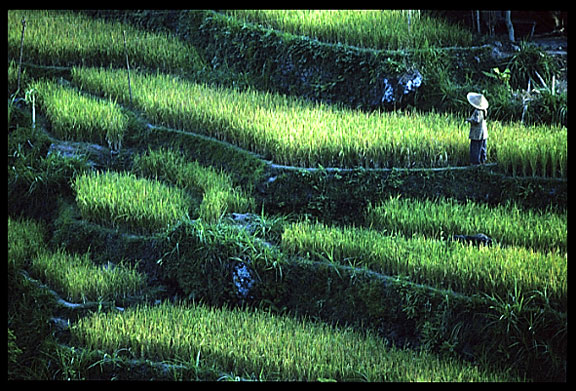 A rice farmer overlooking its fields in North Bali.
