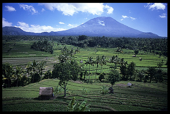 A rice field view on Gunung Agung.