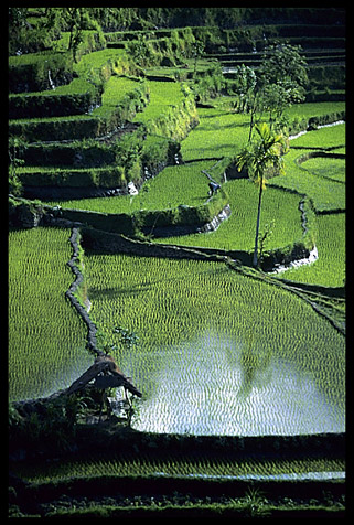 A waterfull ricefield displaying on the many green field variations.