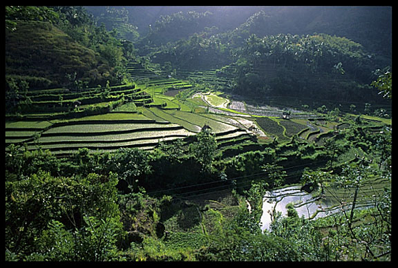 The neverending story of Bali, indefinite green ricefields.