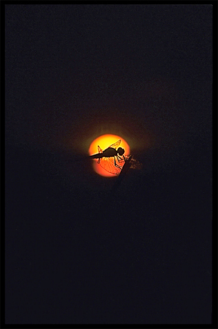 Silhouette of a dragonfly at sunset on the four thousand islands. Si Phan Don, Don Det, Laos