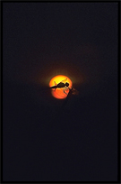 Silhouette of a dragonfly at sunset on the four thousand islands. Si Phan Don, Don Det, Laos