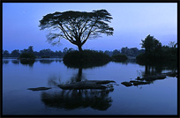 Just before sunrise, silhouette of a tree on the four thousand islands. Si Phan Don, Don Det, Laos