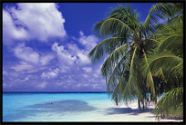 A holiday on one of the many Maldives islands offers good all inclusive hotels on resorts with white sand beaches.