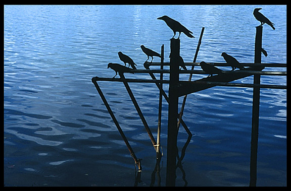 Silhouettes of black crows on Inya Lake in Yangon.
