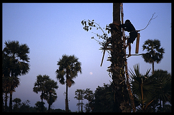 A palmtree milker in the ricefields of Toungoo.