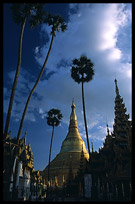 Stupas and palm trees at Shwedagon Paya in Yangon.