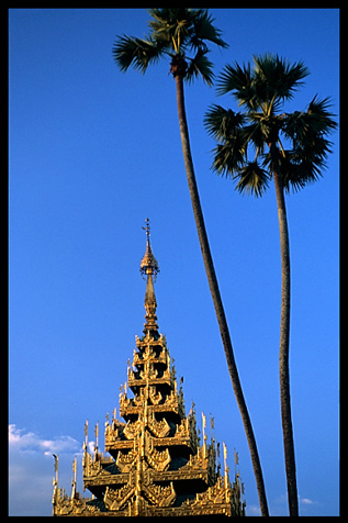 Stupas and palm trees at Shwedagon Paya in Yangon.