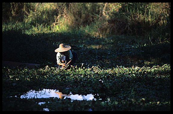 A farmer inspecting her vegetables around Nyaungshwe in Inle Lake.