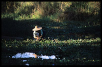 A farmer inspecting her vegetables around Nyaungshwe in Inle Lake.