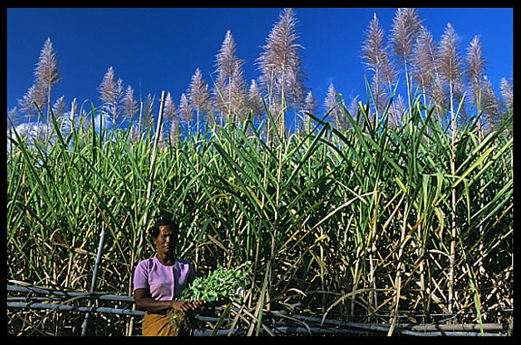 A farmer is cutting flowers near Nyaungshwe in Inle Lake.